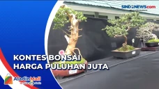 Ratusan Bonsai Ikuti...