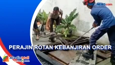 Ular Sanca di Kolam...