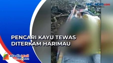 Kronologi Pencari Kayu...