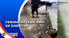 Heboh Ribuan Ikan Lompat...
