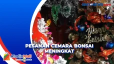 Petani Pohon Cemara...