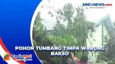 Pohon Tumbang Timpa...