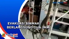 Sembunyi di Plafon Rumah,...