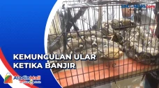 Geger, Ular Sanca Sepanjang...