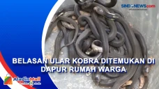 Belasan Kobra dan Puluhan...
