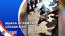 Penampakan Buaya yang...