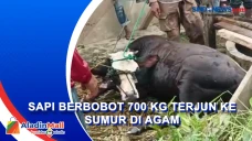 Sapi Berbobot 700 Kg...