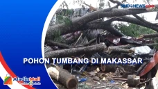 Pohon Tumbang di Makassar,...