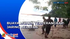 Buaya Muara Terperangkap...