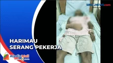 Seram, Pekerja Penanam...