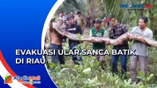 Proses Evakuasi Ular...