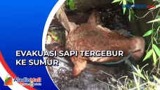 Evakuasi Sapi Tercebur...