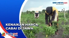 Harga Naik, Cabai Dipanen...