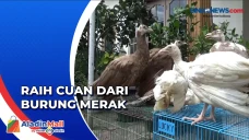 Pria di Medan Mendapat...