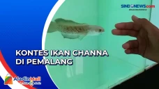 Kontes Ikan Channa di...