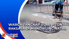 Mangsa Kambing, Ular...