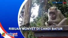 Unik! Wisata Candi Batur...