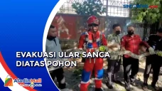 Penampakan Ular Sanca...