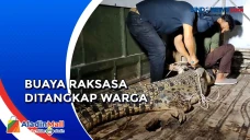 Buaya Raksasa Ditangkap...