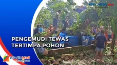 Pohon Tumbang Timpa...