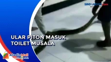 Ular Piton Besar Masuk...