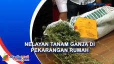 Tanam Ganja Di Pekarangan...