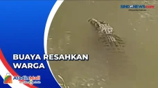 Penampakan Buaya di...