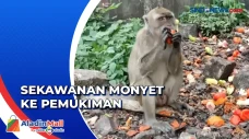 Bikin Khawatir, Sekawanan...