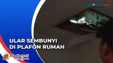 Ular Piton Sembunyi...