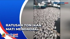 Petani Merugi Hingga...
