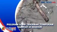 Puluhan Ular Terjebak...