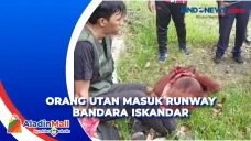 Penampakan Orang Utan...