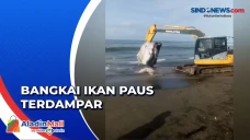 Bikin Heboh, Bangkai...
