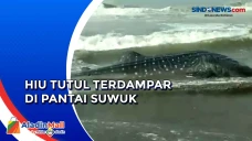 Hiu Tutul Seberat 2...