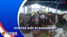Meriah, Lomba Kontes...
