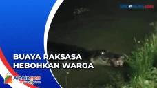 Kemunculan Buaya Raksasa...