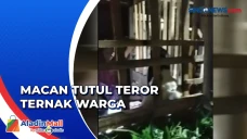 Tujuh Kambing Mati dengan...