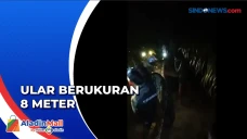 Ular Piton Jumbo Pemangsa...