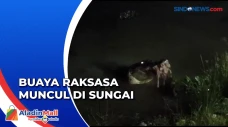 Penampakan Buaya Muara...