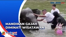 Serunya Wisata Memandikan...