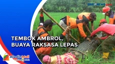 Buaya Raksasa Lepas...