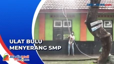 Ulat Bulu Menyerang...