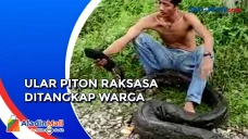 Ular Piton Raksasa Ditangkap...
