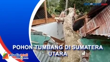 Pohon Tumbang Timpa...