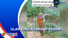 Penemuan Ular King Kobra...