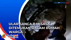 Ular Sanca Raksasa Ditemukan...