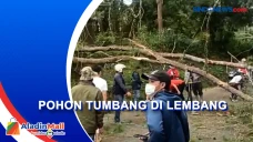 Dua Pohon Tumbang di...