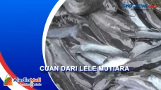 Cuan dari Budi Daya...
