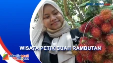 Wisata Kampung Rambutan,...