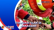 Evakuasi Ular Piton...